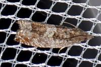 Ancylis achatana