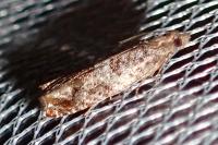 Ancylis achatana