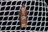 Ancylis achatana