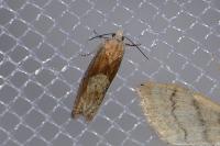 Eucosma gr. cana