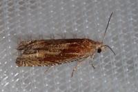 Eucosma gr. cana