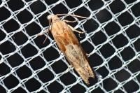 Eucosma gr. cana