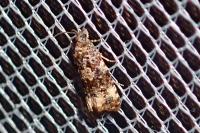 Endothenia gr. gentianaeana