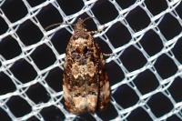 Endothenia gr. gentianaeana
