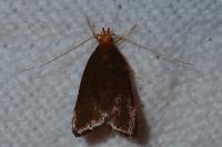 Eurodachtha pallicornella
