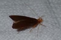 Eurodachtha pallicornella
