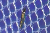 Euspilapteryx auroguttella