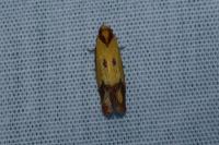 Agapeta zoegana