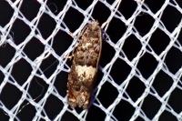 Epiblema