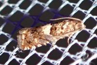 Epiblema