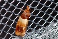 Epinotia festivana