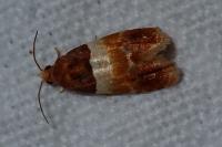 Epinotia festivana