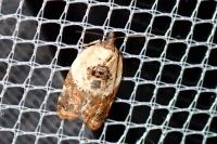 Acleris variegana