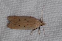 Nothris verbascella