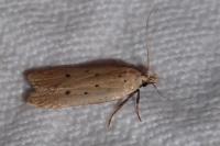 Nothris verbascella