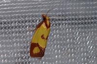 Agapeta zoegana