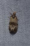 Neocochylis molliculana
