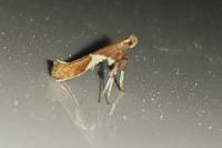 Caloptilia stigmatella