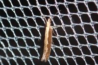 Plutella xylostella
