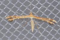 Oxyptilus laetus