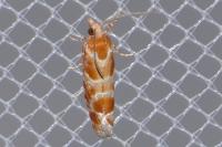Rhyacionia pinicolana