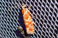 Rhyacionia pinicolana