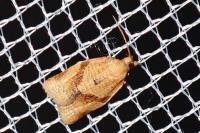 Clepsis consimilana