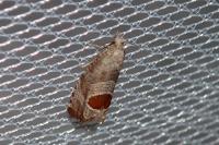 Notocelia uddmanniana