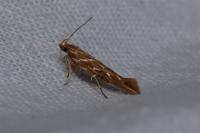 Pyroderces argyrogrammos
