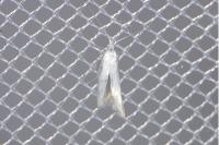 Coleophora