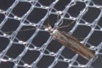 Coleophora