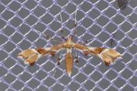Cnaemidophorus rhododactylus
