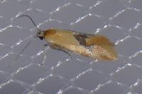 Batia lunaris