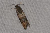 Piniphila bifasciana