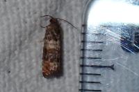 Piniphila bifasciana