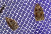 Archips xylosteana