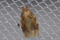 Archips xylosteana