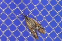 Alabonia geoffrella