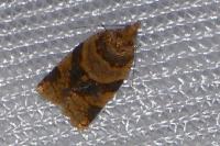Epagoge grotiana