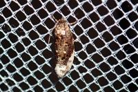 Hedya nubiferana