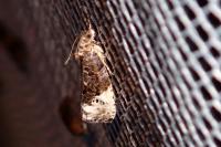 Hedya nubiferana