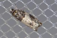 Gypsonoma sociana