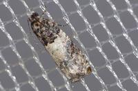 Gypsonoma sociana