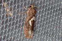 Epiblema foenella