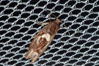 Epiblema foenella