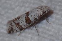 Scythropia crataegella