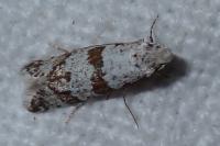 Scythropia crataegella