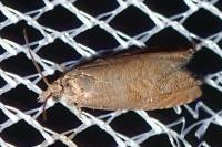 Dichrorampha