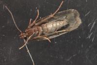 Borkhausenia fuscescens