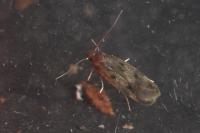 Borkhausenia fuscescens